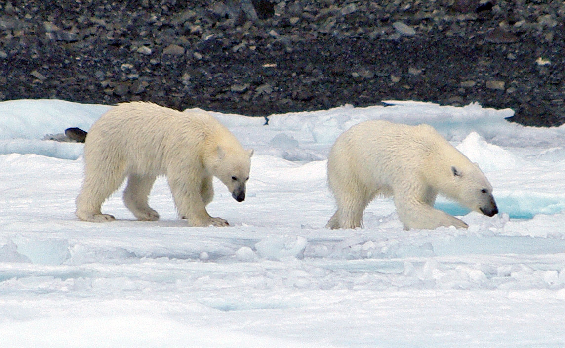 Polar Bear Facts and Adaptations Ursus maritimus